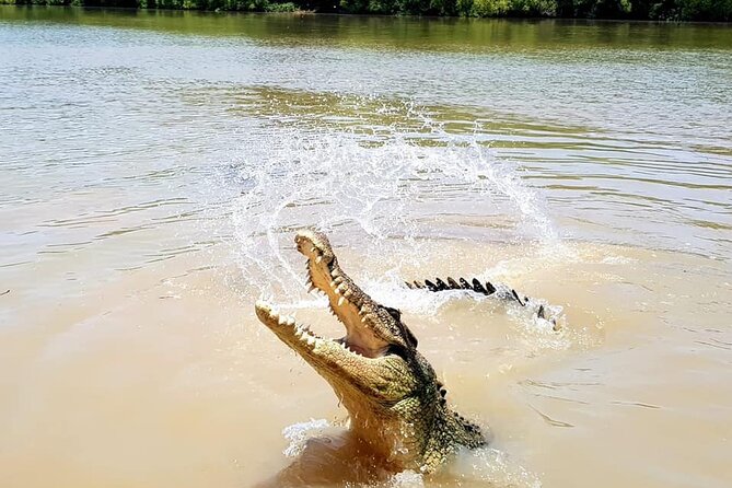 Adelaide River Cruises - Jumping Crocodile Experience - Captains, banter, and what to listen for on the ride
