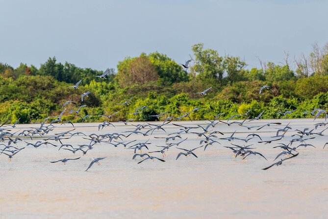 Adelaide River Cruises - Jumping Crocodile Experience - Price and value, what $43.03 buys you in real terms