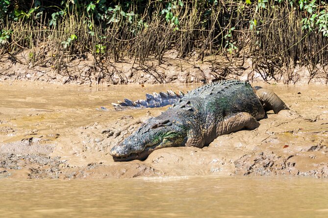 Adelaide River Cruises - Jumping Crocodile Experience - Timing, crowds, and how to plan your best viewing