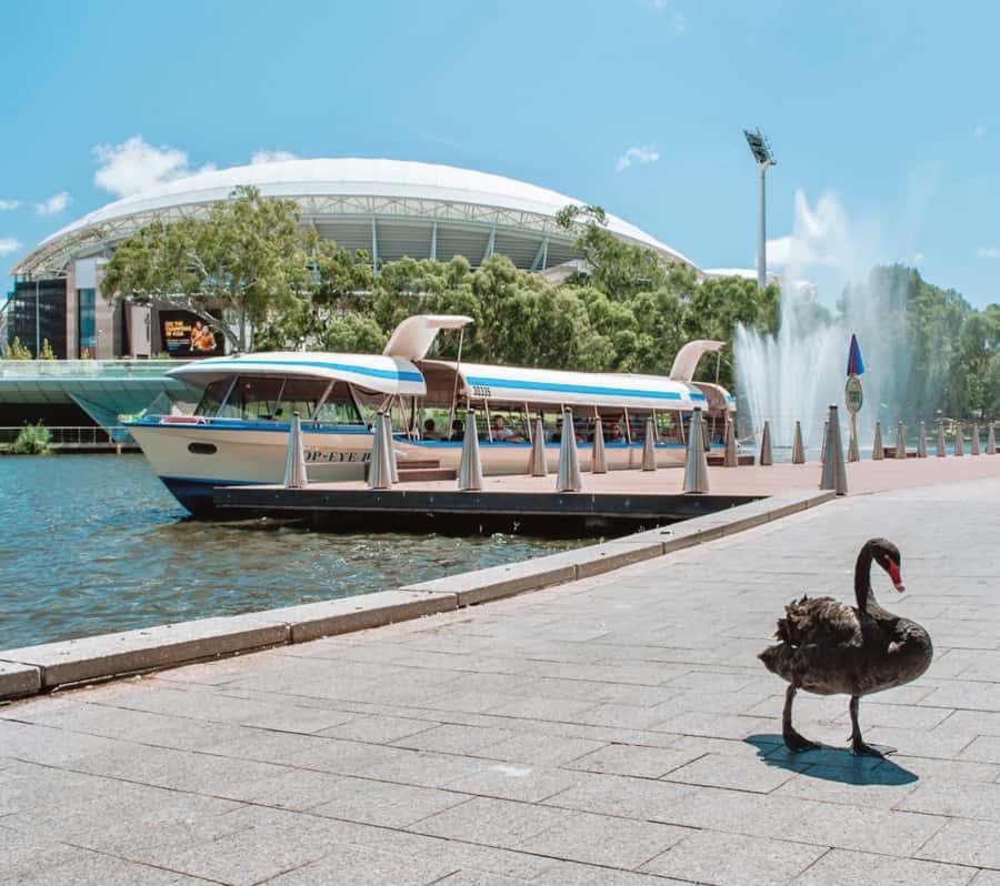 Adelaide: River Torrens Popeye Devonshire Tea Cruise - Karrawirra Parri and the Torrens Weir Gate: the views you remember