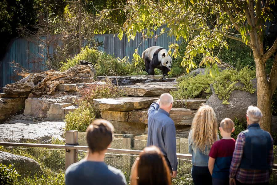 Adelaide Zoo: General Admission Tickets - A CBD zoo day with big-animal payoff