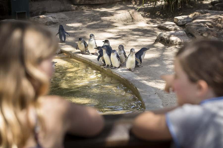 Adelaide Zoo: General Admission Tickets - Entering the zoo: where to show up and how to start