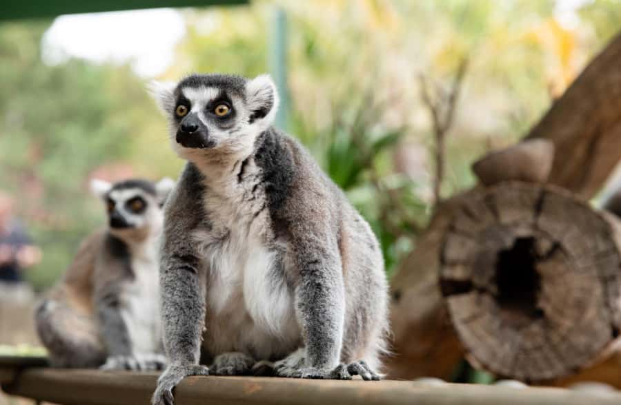 Adelaide Zoo: General Admission Tickets - The animals to prioritize: pandas, native favorites, and headline predators