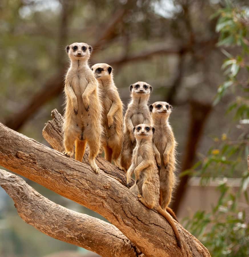 Adelaide Zoo: General Admission Tickets - Free Flight Bird Show: plan your afternoon around it