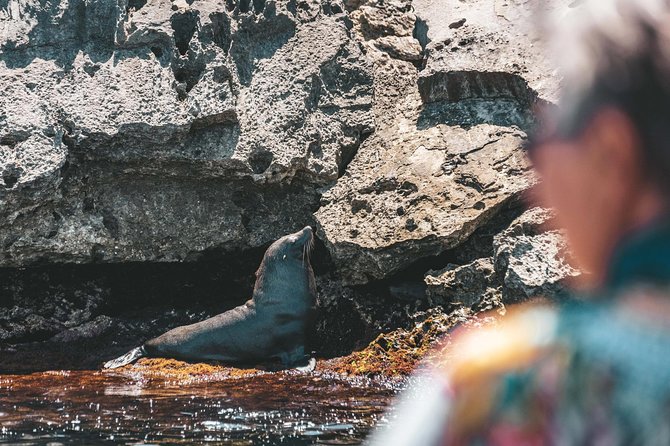 Adventure Rottnest Tour with Ferry & Adventure Cruise - Rottnest in one packed day, ferry views included