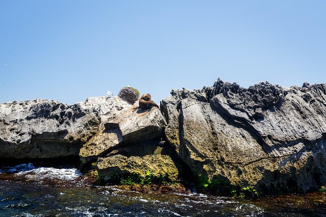 Adventure Rottnest Tour with Ferry & Adventure Cruise - Who should book this adventure day trip
