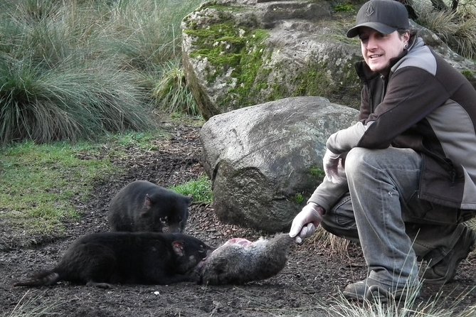 After Dark Tasmanian Devil Feeding Tour at Cradle Mountain - Price and value at this $30.48 feeding tour