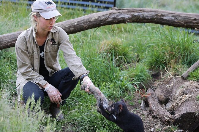 After Dark Tasmanian Devil Feeding Tour at Cradle Mountain - What you will likely see: Devils plus quolls, and why that pair is so interesting