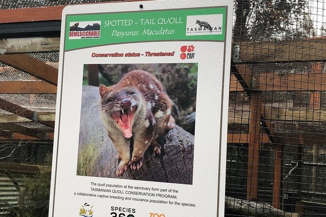 After Dark Tasmanian Devil Feeding Tour at Cradle Mountain - Why the conservation talk matters (and how to use it on your trip)