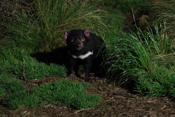 After Dark Tasmanian Devil Feeding Tour at Cradle Mountain - Getting there and the onsite setup at Devils@Cradle