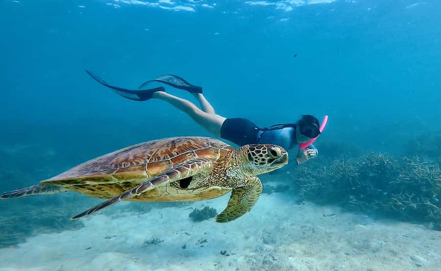 Agnes/1770: Southern Great Barrier Reef Snorkelling Day Trip - Key things that make this trip worth your time