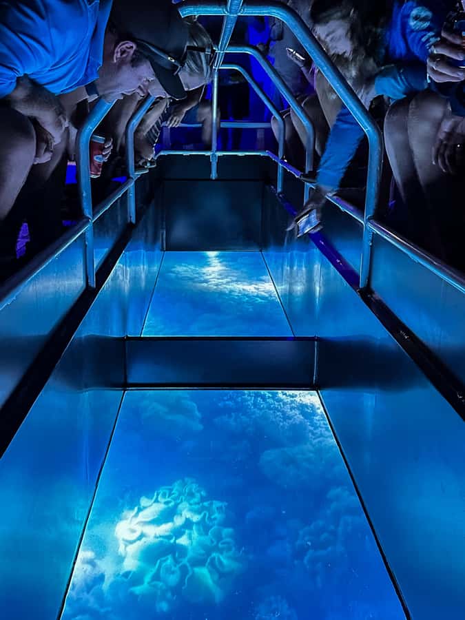 Airlie Beach: Glass-Bottom Boat Night Tour - Airlie Beach at Night, With Reef Life on Tap