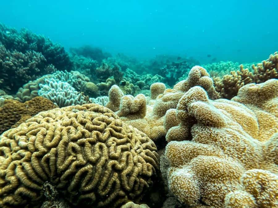 Airlie Beach: Glass-Bottom Boat Tour - Logistics that matter on the day