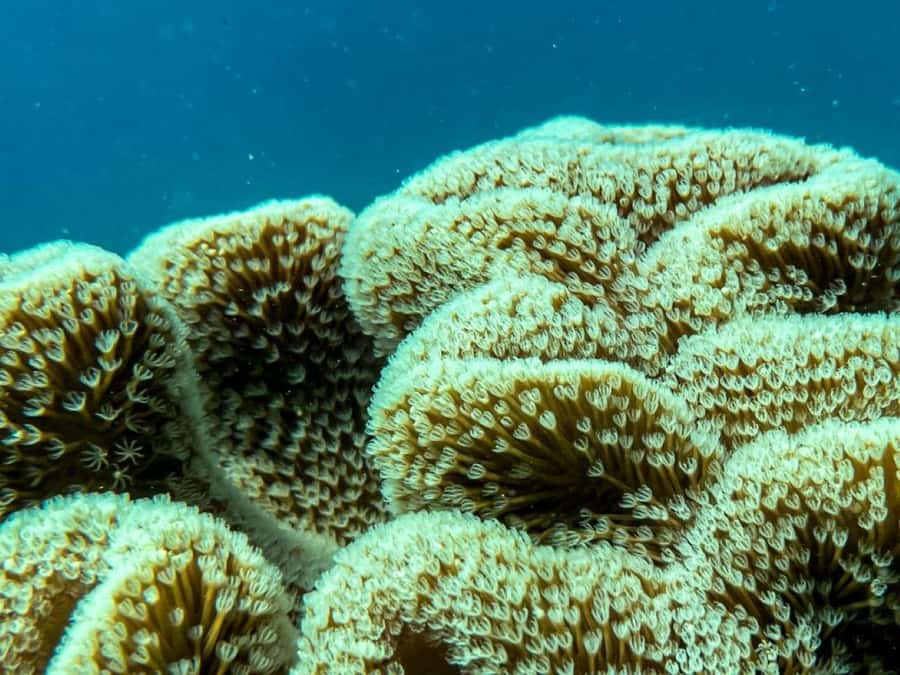 Airlie Beach: Glass-Bottom Boat Tour - Price and value: is $63 worth it?