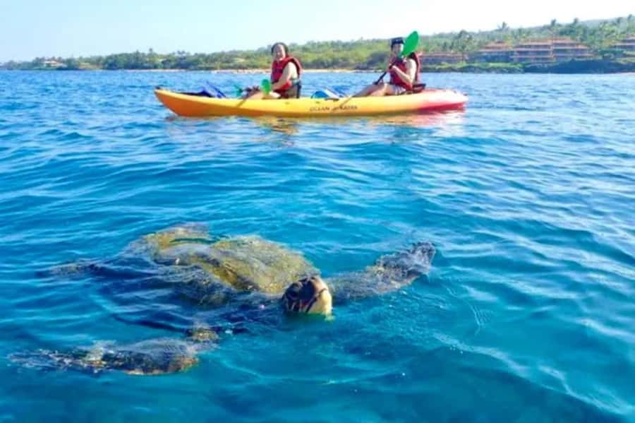 Airlie Beach: Half Day Turtle Tour Sea Kayaking Adventure - Shingley Beach Start: What Makes This Kayak Trip Feel Different