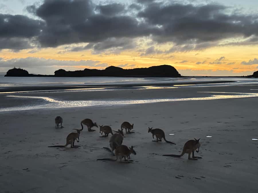 Airlie Beach: Kangaroos on the Beach at Dawn - Key things to know before you go