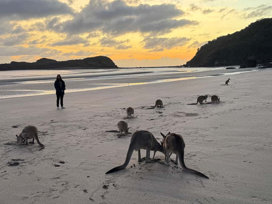 Airlie Beach: Kangaroos on the Beach at Dawn - Sunrise Kangaroos at Cape Hillsborough, plus breakfast and coffee