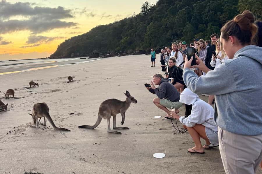 Airlie Beach: Kangaroos on the Beach at Dawn - Getting out of Airlie Beach before dawn (and why it matters)