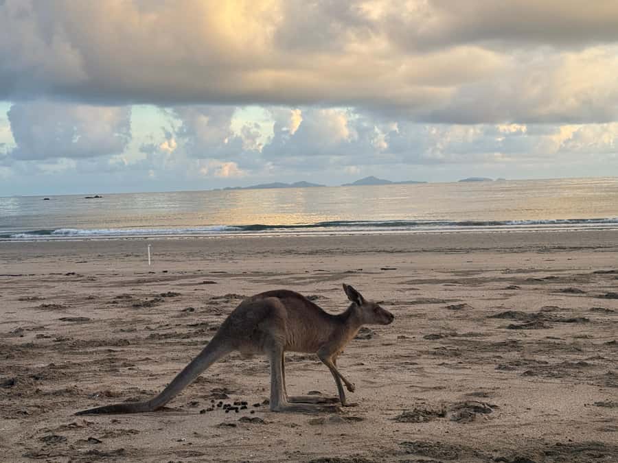Airlie Beach: Kangaroos on the Beach at Dawn - Price and value: what $109 buys you in real terms