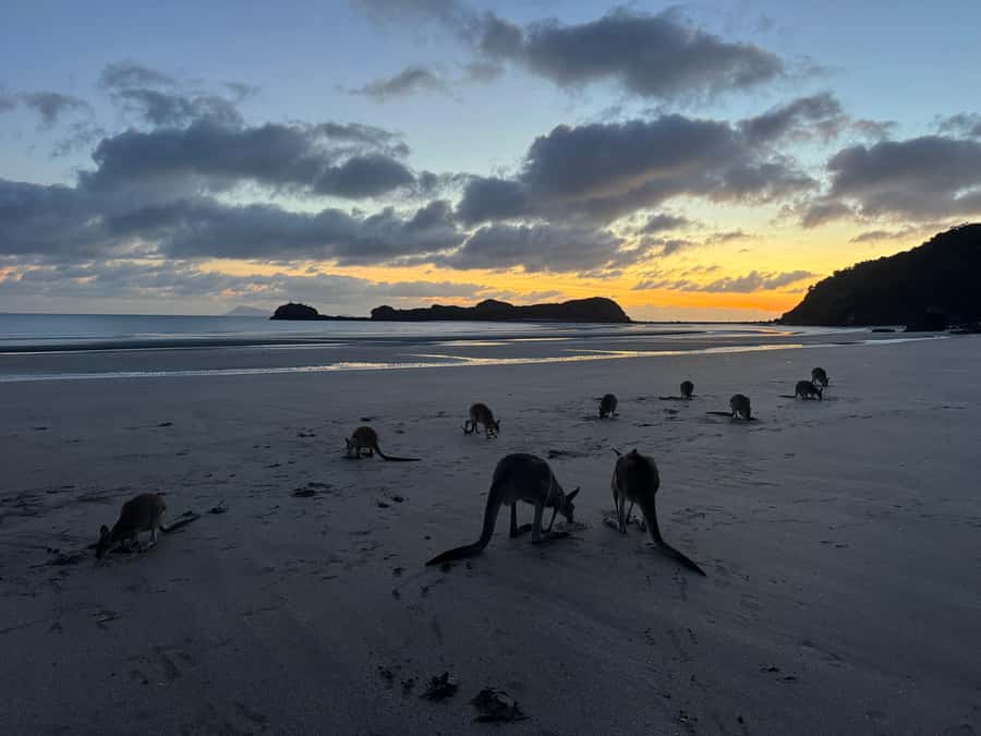 Airlie Beach: Kangaroos on the Beach at Dawn - Why a dawn beach visit feels so different here