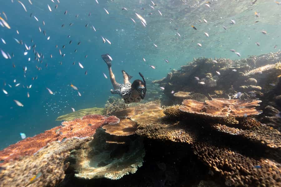 Airlie Beach: Outer Great Barrier Reef Snorkeling Day Trip - Key Things To Know Before You Go