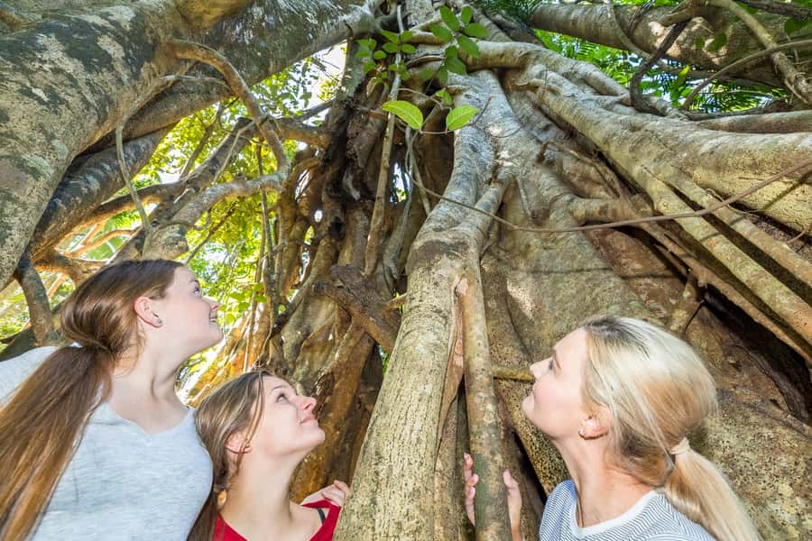 Airlie Beach: Segway Rainforest Discovery Tour - Key things you’ll remember
