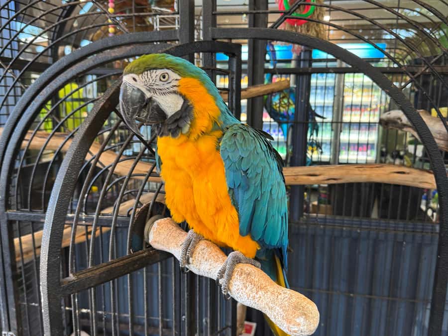 Airlie Beach: Sightseeing Bus Tour - Whitsunday Gold Coffee Plantation: A Tasty Way to Understand Tropical Farming