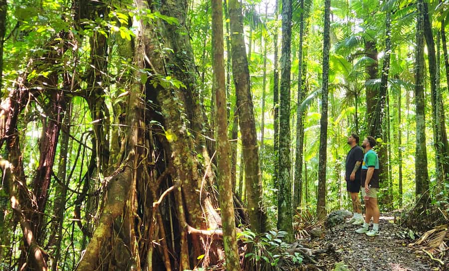 Airlie Beach: Waterfall & Rainforest Bushwalk Eco Adventure - The rainforest bushwalk: what you’re really learning on the trail