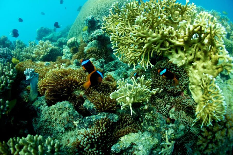 Airlie Beach: Whitsunday Islands Sailing, SUP & Snorkel Tour - Quick tips so your day feels smooth