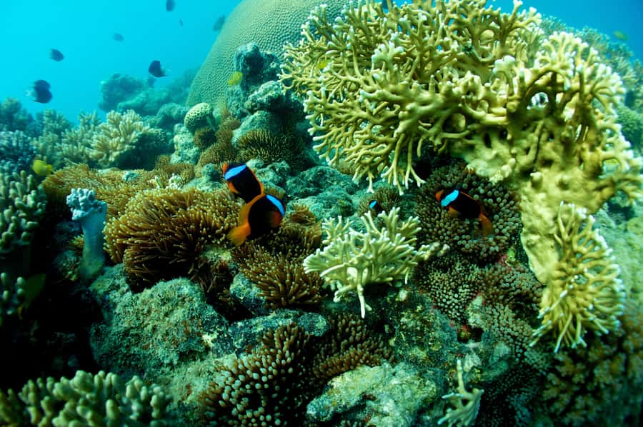 Airlie Beach: Whitsunday Islands Sailing, SUP & Snorkel Tour - Snorkel, SUP, and clear-bottom kayaks: what you can do and how to plan for it