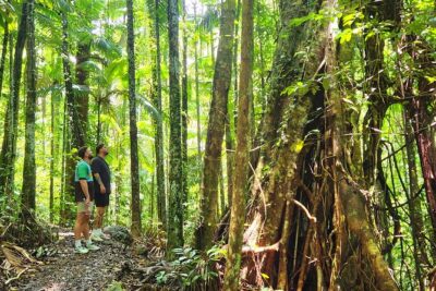 Airlie Waterfalls & Rainforest Bushwalk Eco Adventure