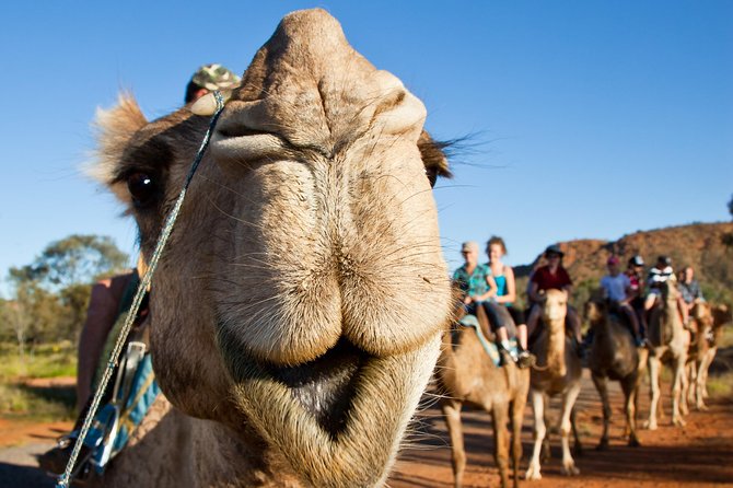 Alice Springs Camel Tour - Getting on and off: comfort tips that matter more than you think