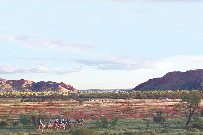Alice Springs Camel Tour - Price and value: what $64.55 buys you