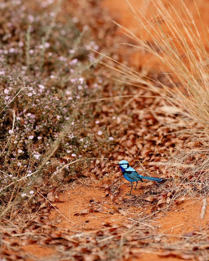 Alice Springs: Desert Park Entry Ticket - The free flying bird show: when to go and what to watch for