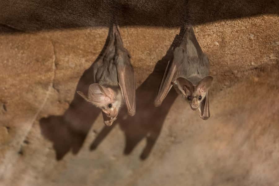 Alice Springs: Desert Park Entry Ticket - Endangered desert mammals and the conservation story you can feel