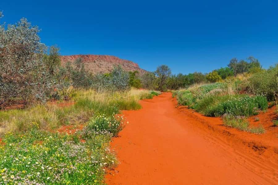 Alice Springs: Desert Park Entry Ticket - Dry river bed stroll and the importance of river red gums