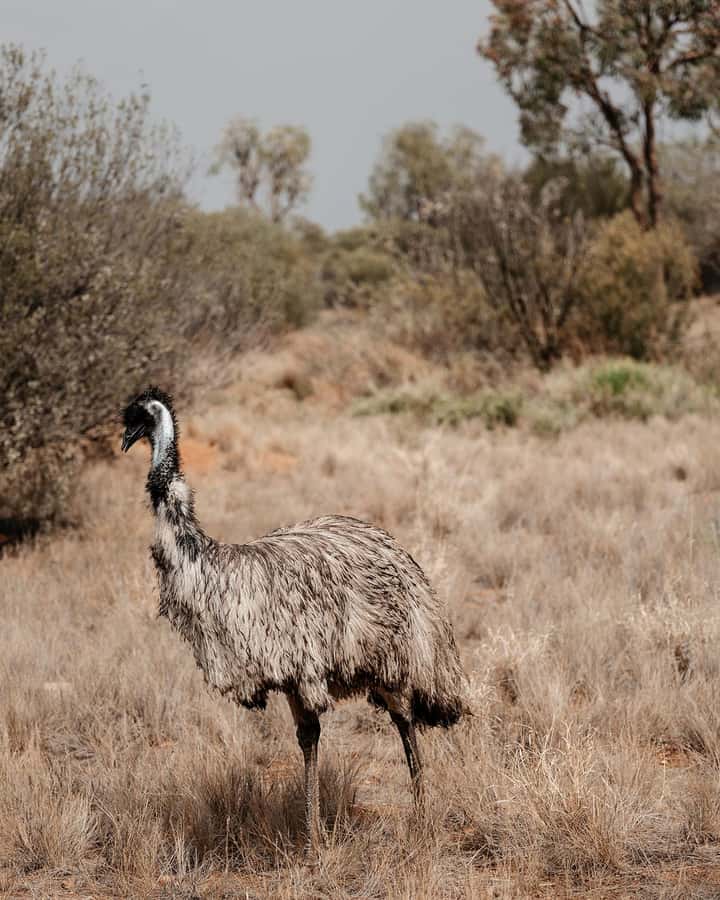Alice Springs: Desert Park Entry Ticket - The nocturnal area: plan for it, not as an afterthought
