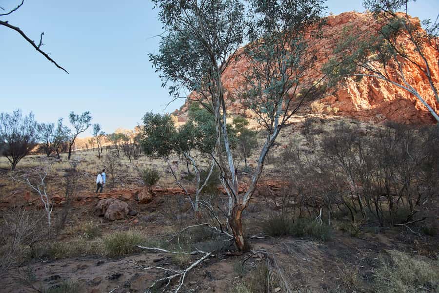 Alice Springs: Town Highlights and West MacDonnell Ranges - Morning tea and the pace reset before you head back to town