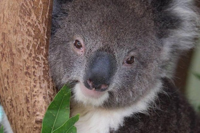 All Inclusive Blue Mountain,Scenic World,Lunch,Koalas,ferry - Guided Blue Mountains time: commentary plus extra lookouts