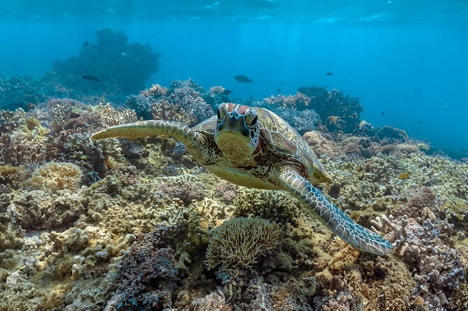 All Inclusive Day Tour to Frankland Islands Great Barrier Reef - Key things that make Frankland Islands different
