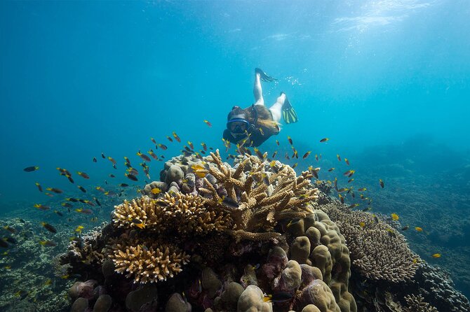 All Inclusive Day Tour to Frankland Islands Great Barrier Reef - Lunch, teas, and how the food fits the day