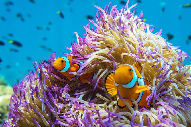 All Inclusive Day Tour to Frankland Islands Great Barrier Reef - Wildlife chances, plus the day’s “watch and wait” element