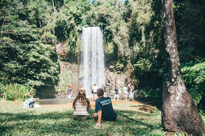 All Inclusive Waterfalls and Rainforest Tour from Cairns - Millaa Millaa and the Atherton Tablelands rainforest vibe