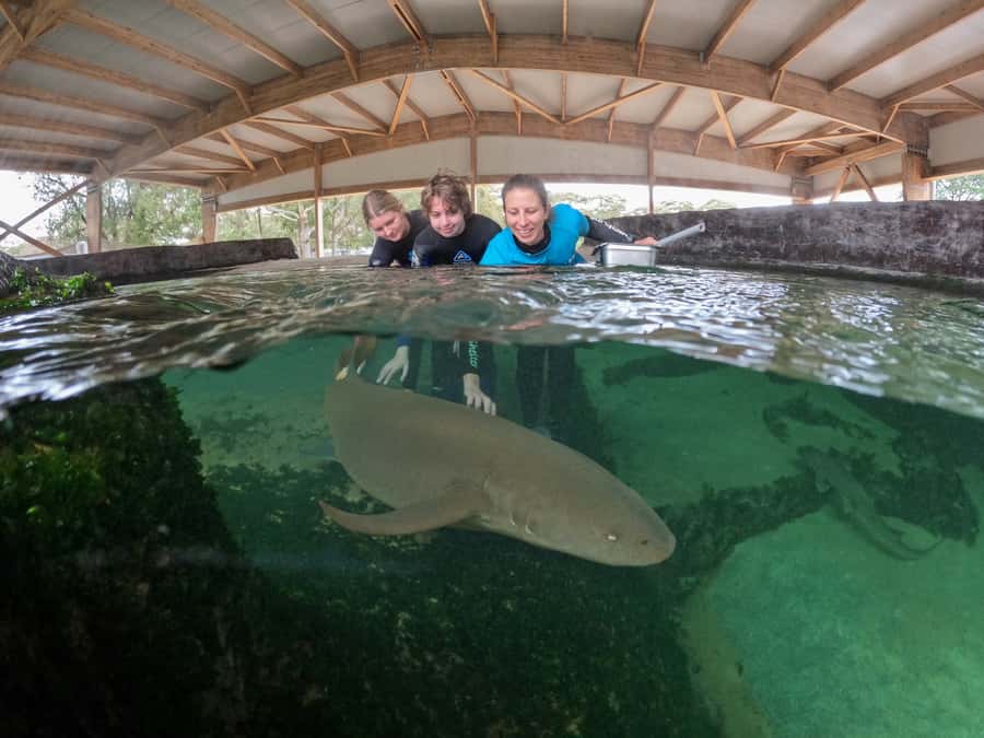 Anna Bay: Irukandji Entry Pass with Reef Shark Encounter - Irukandji Reef Shark Encounter, explained: what you will do in plain terms