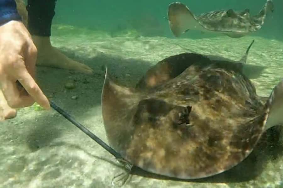 Anna Bay: Irukandji Entry Pass with Zebra Shark Encounter - Pool-side interactions and aquarium tour time that does not feel like a lecture