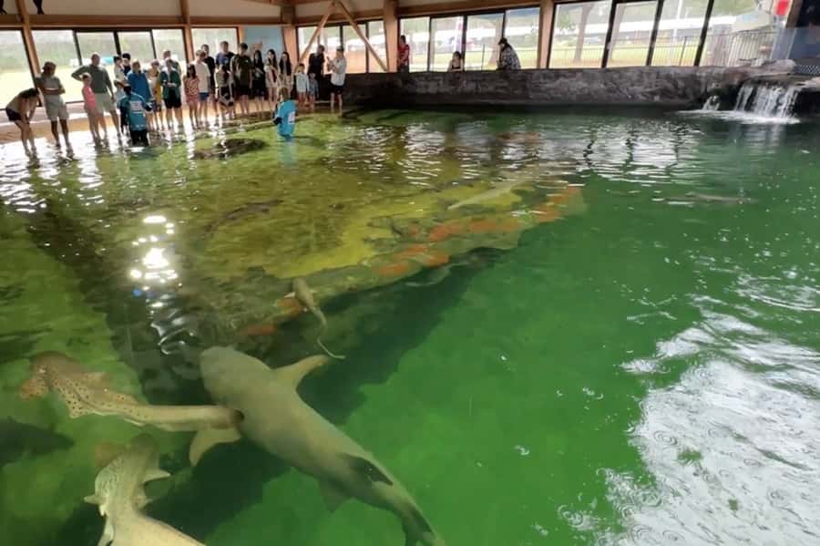Anna Bay: Irukandji Entry Pass with Zebra Shark Encounter - Price and value: is $75 per person worth it?