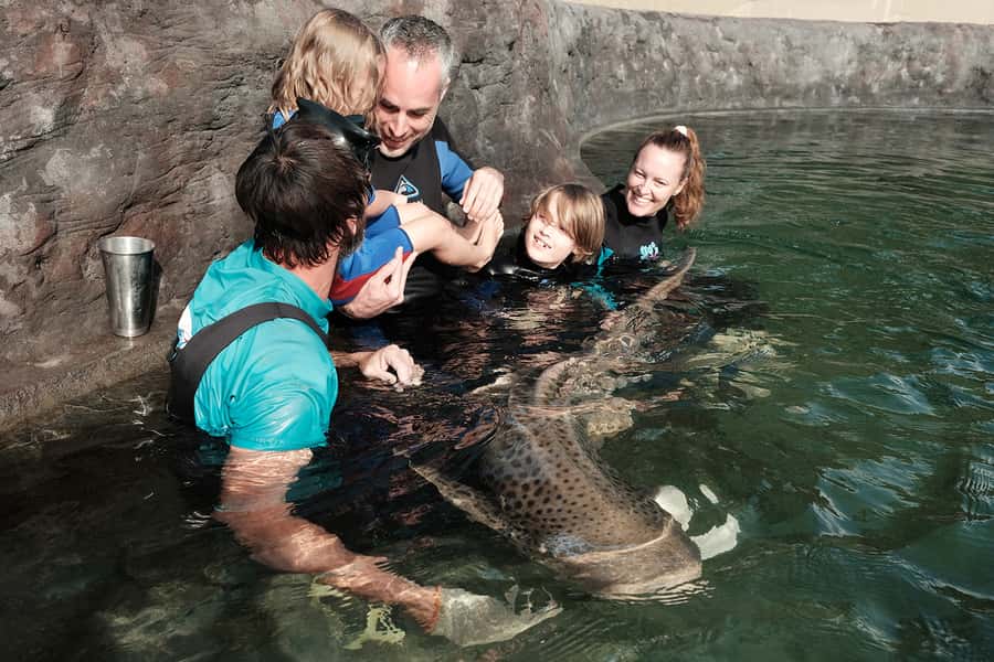 Anna Bay: Irukandji Entry Pass with Zebra Shark Encounter - Who this experience suits best, and who should skip it