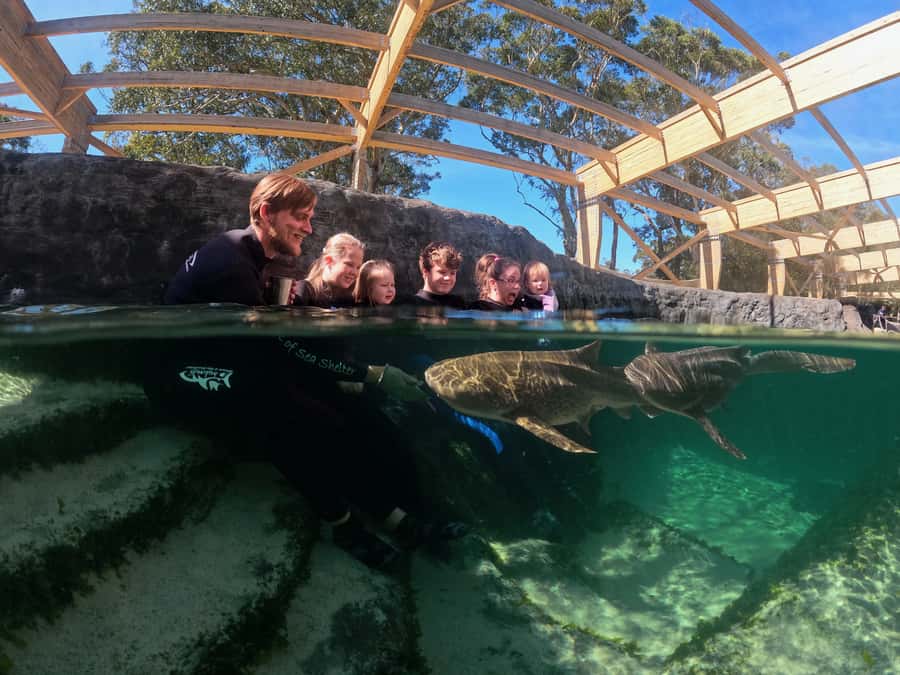 Anna Bay: Irukandji Entry Pass with Zebra Shark Encounter - After your session, exploring the aquarium and wading in the lagoons