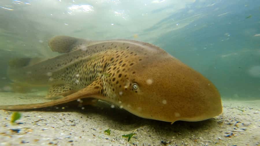 Anna Bay: Irukandji Entry with Zebra Shark Snorkel - The 150-minute flow, and what each stage is really for