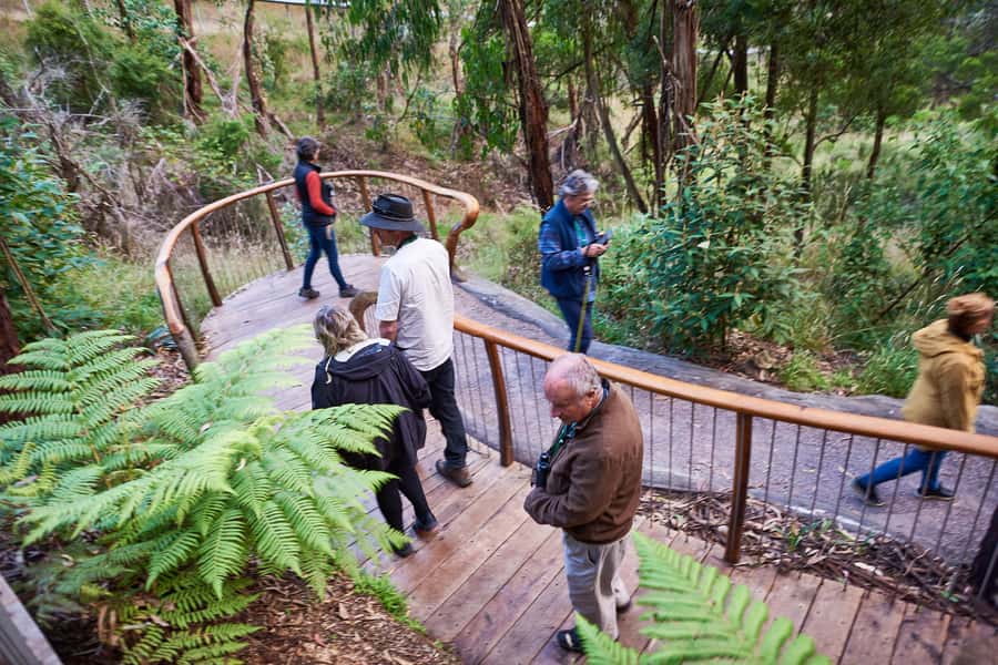 Apollo Bay: Dusk Discovery Great Ocean Road Wildlife Tour - The 90-Minute Conservation Walk: What Your Guide Actually Brings